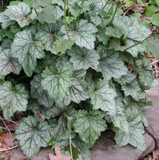 Picture of an Alumroot plant