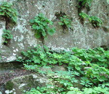 Picture of Alumroot growing out of rocks