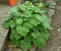 Picture of an Alum Root plant.