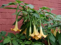 Picture of Angel's Trumpet plant with hanging yellow trumpet-shaped flowers.