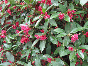 Picture of a Florida Anise.