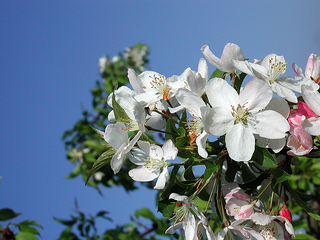 Picture of apple blossoms