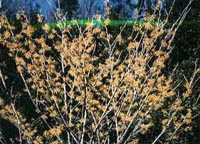 Picture of Arnold Promise Witchhazel