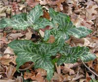 Picture of arum leaves