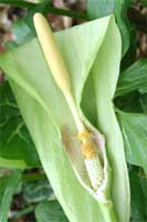 Picture of Italian arum flower