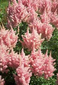 Astilbe - Pink