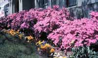 Picture of row of Coral Bells Azaleas with bright pink flowers. 