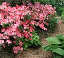 Picture of a Margaret Douglas azalea bush