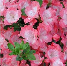 Picture of Margaret Douglas azalea blooms