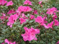 Picture of pink Encore azalea flowers.