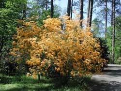 Picture of an Florida Azalea bush.