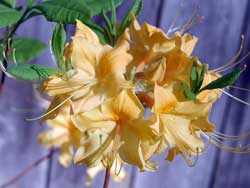 Picture of an Florida Azalea flower.