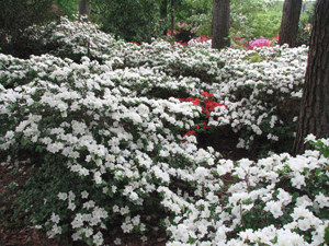 Picture of azaleas