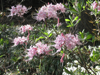 Picture or Roseshell Honeysuckle Azalea blooms