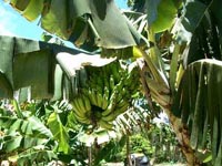  A bunch of green bananas hanging in a banana tree. The bananas are surrounded by big leaves. 
