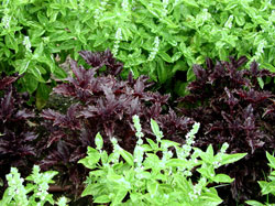 Picture of basil plants