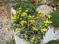 Picture of an Basket of Gold Alyssum