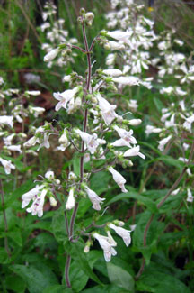 Picture of an Arkansas beardtungue plant