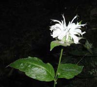 Picture of a Russell's Beebalm plant with spidery white, pink spotted flower with rich green leaves.