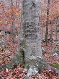Picture of Beech tree trunk with carvings.