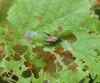 Picture of Japanese Beetle feeding on grape vine leaf. Leaf has considerable damage.