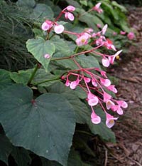 Picture closeup of begonia with pink flowers.
