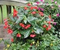 Dragonwing Begonia