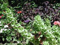 Picture of multiple calyxes of Bells-of-Ireland in garden border.