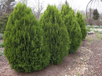 Picture of Berckmans Golden Arborvitae trees.