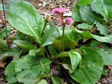 Picture of a bergenia