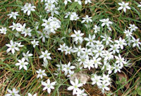 Picture of the Star of Bethlehem.
