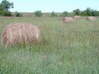 Picture of bales of hay in a field.