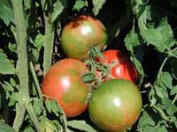 Picture of three big boy tomatoes on the vine.