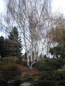 Picture of a White Birch tree