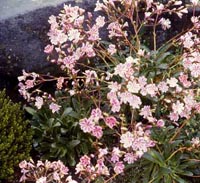 Picture of Bitterroot (Lewisia rediviva) showing foilage and pink with white blooms.