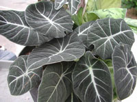 Black Velvet Alocasia