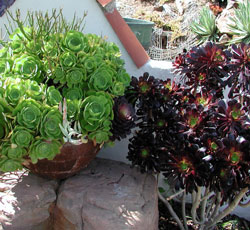 Picture of a black tree along the green leafed form.