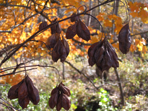 Picture of bladdernut fruit