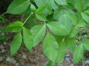Picture of bladdernut leaves