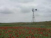 Picture of red blooms of Blanket Flower (or Indian Blanket) covering low angle hillside field with windmill in background.