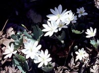 Bloodroot