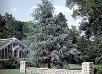 Blue Atlas Cedar