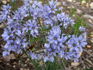 Picture of an Blue-Eyed Grass flowers.