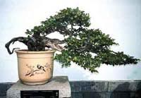 Bonsai