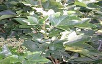 Picture closeup of Botanical Wonder leaves.