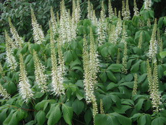 Picture of Bottlebrush Buckeye