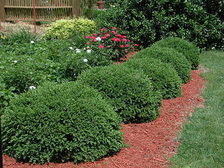 Picture of Green Velvet Boxwood bushes