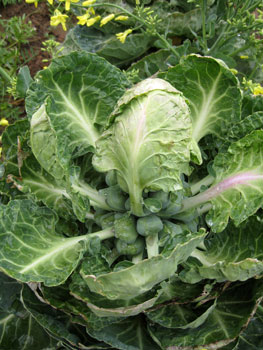 Picture of brussell sprout leaves