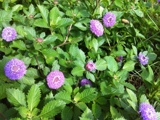 Picture of Brazilian Button Flowers