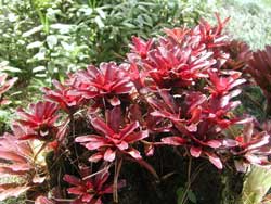 Picture of a Bromeliad.